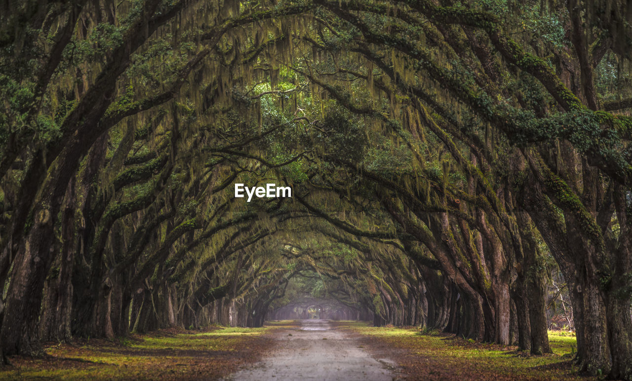 Road amidst trees in forest