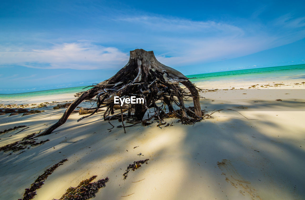 Driftwood on beach against sky