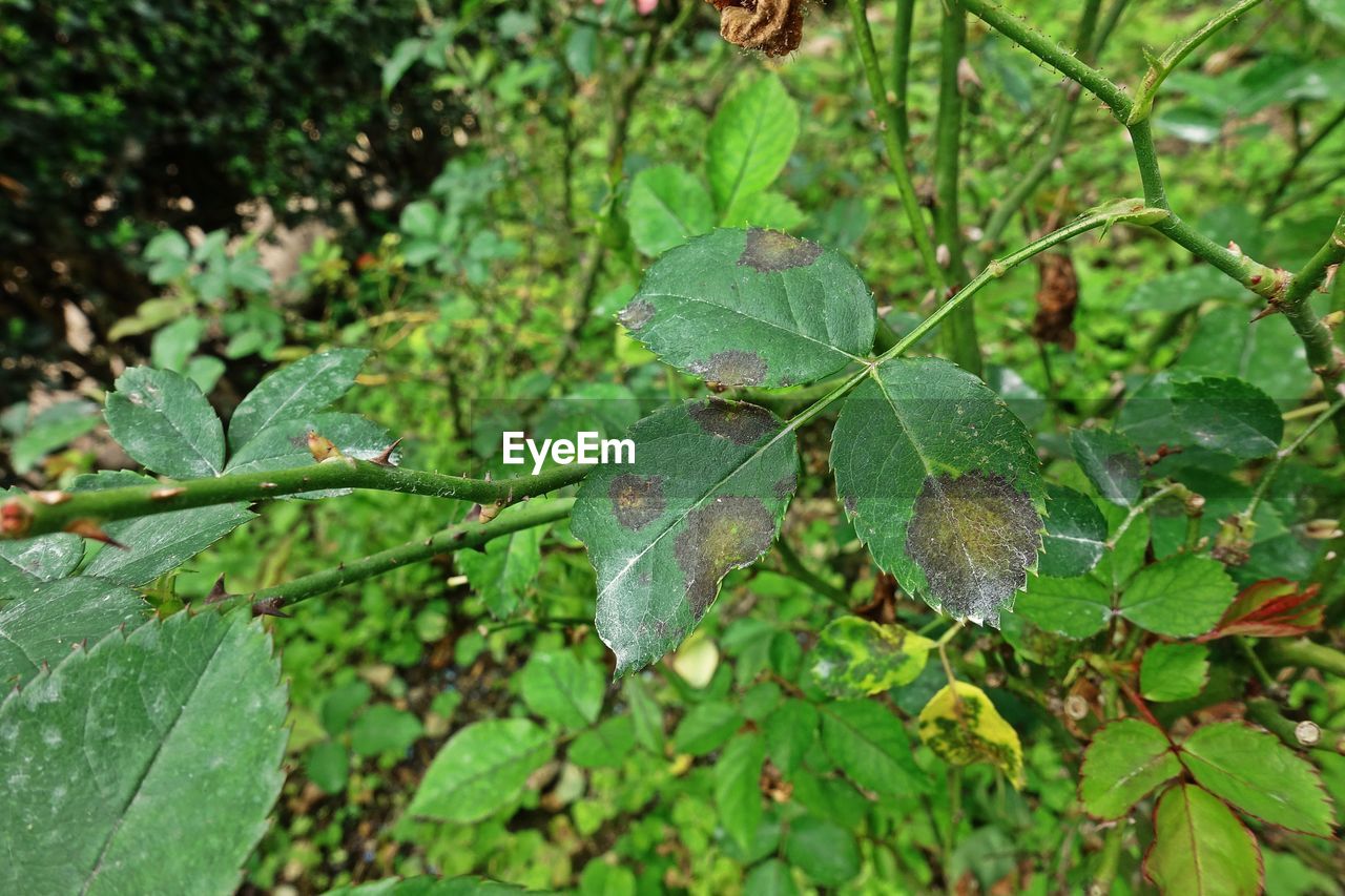 CLOSE-UP OF GREEN LEAVES ON TREE