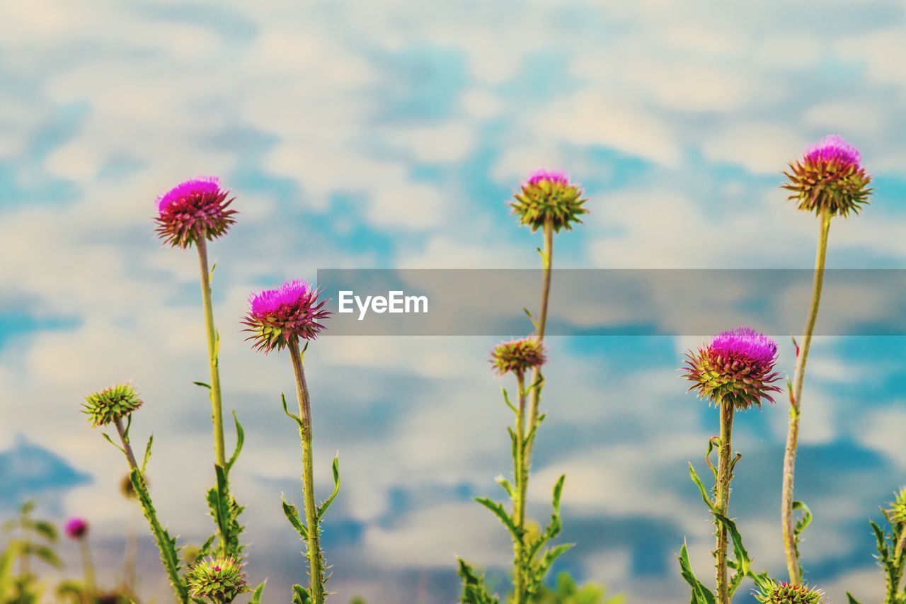 Close-up of pink flowering plants on field