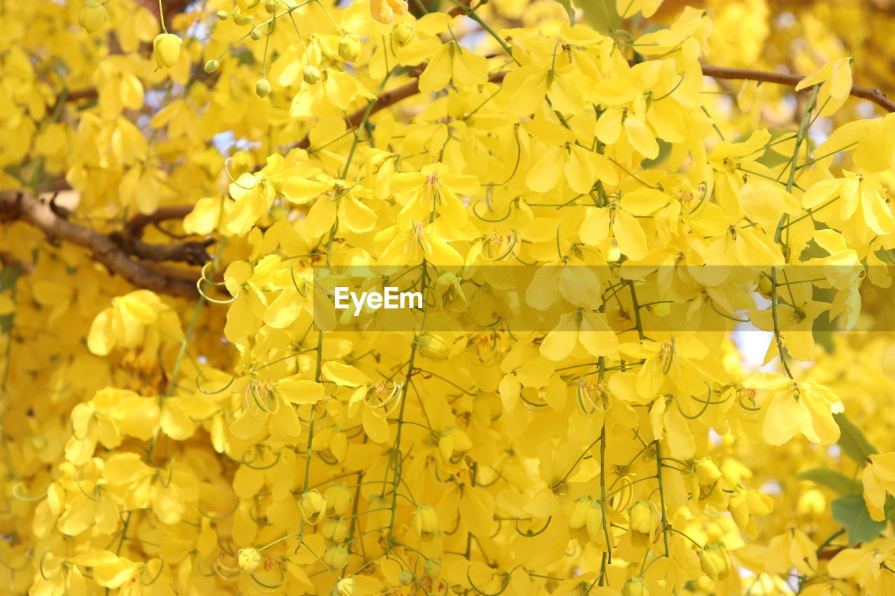 Close-up of yellow flowering plant