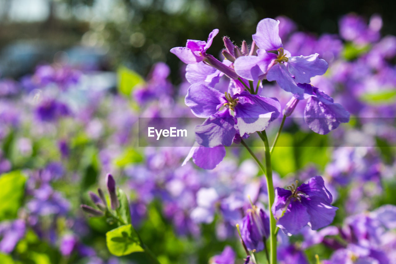 PURPLE FLOWERS BLOOMING OUTDOORS