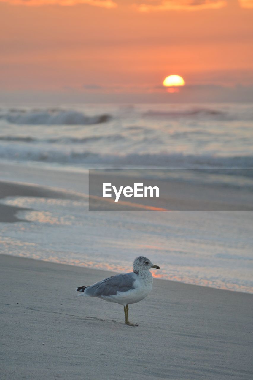 Seagull on beach during sunset