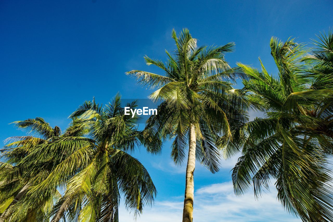 Low angle view of palm trees against clear blue sky