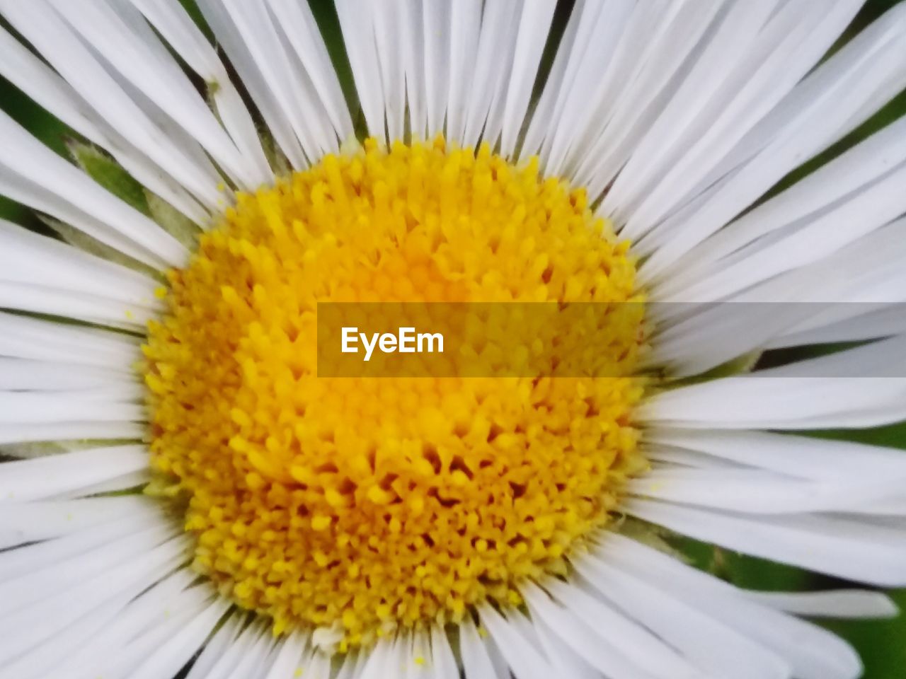 CLOSE-UP OF YELLOW DAISY FLOWER