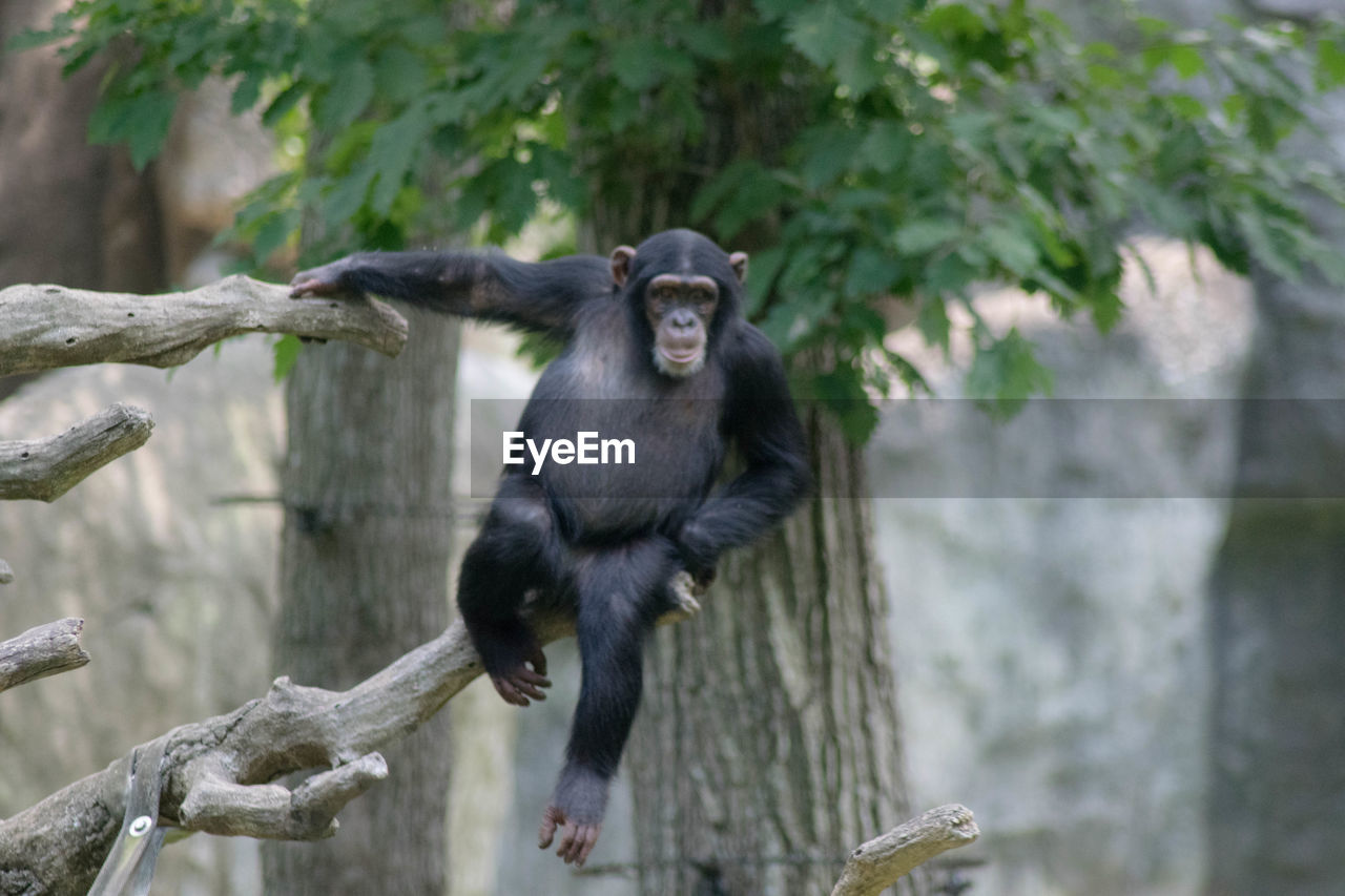 CLOSE-UP OF MONKEY ON TREE BY WALL