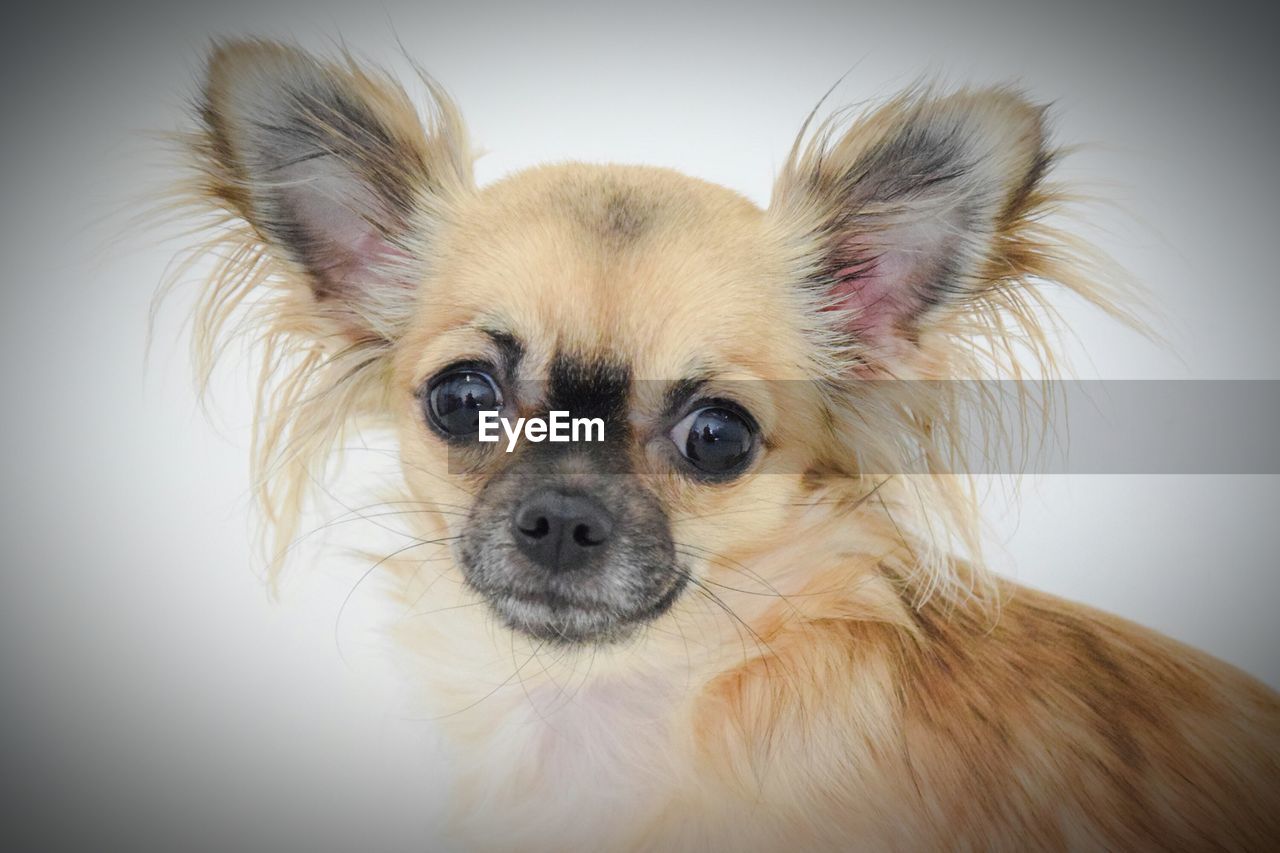 PORTRAIT OF CHIHUAHUA