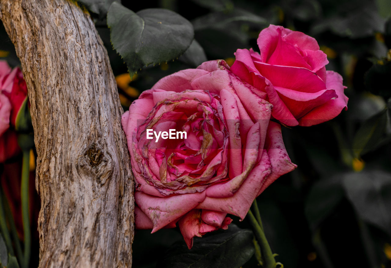 Close-up of pink rose