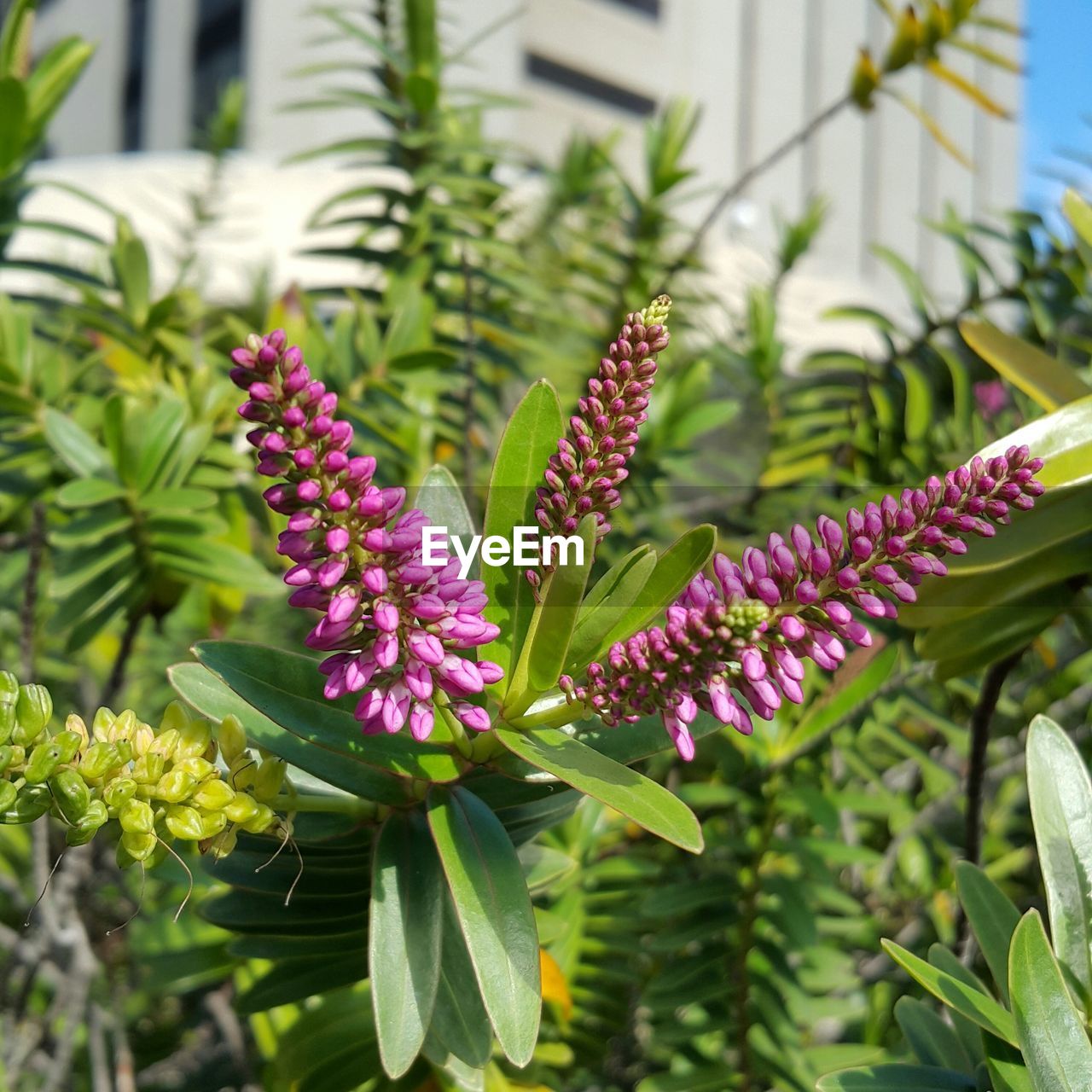 Close-up of purple flowers