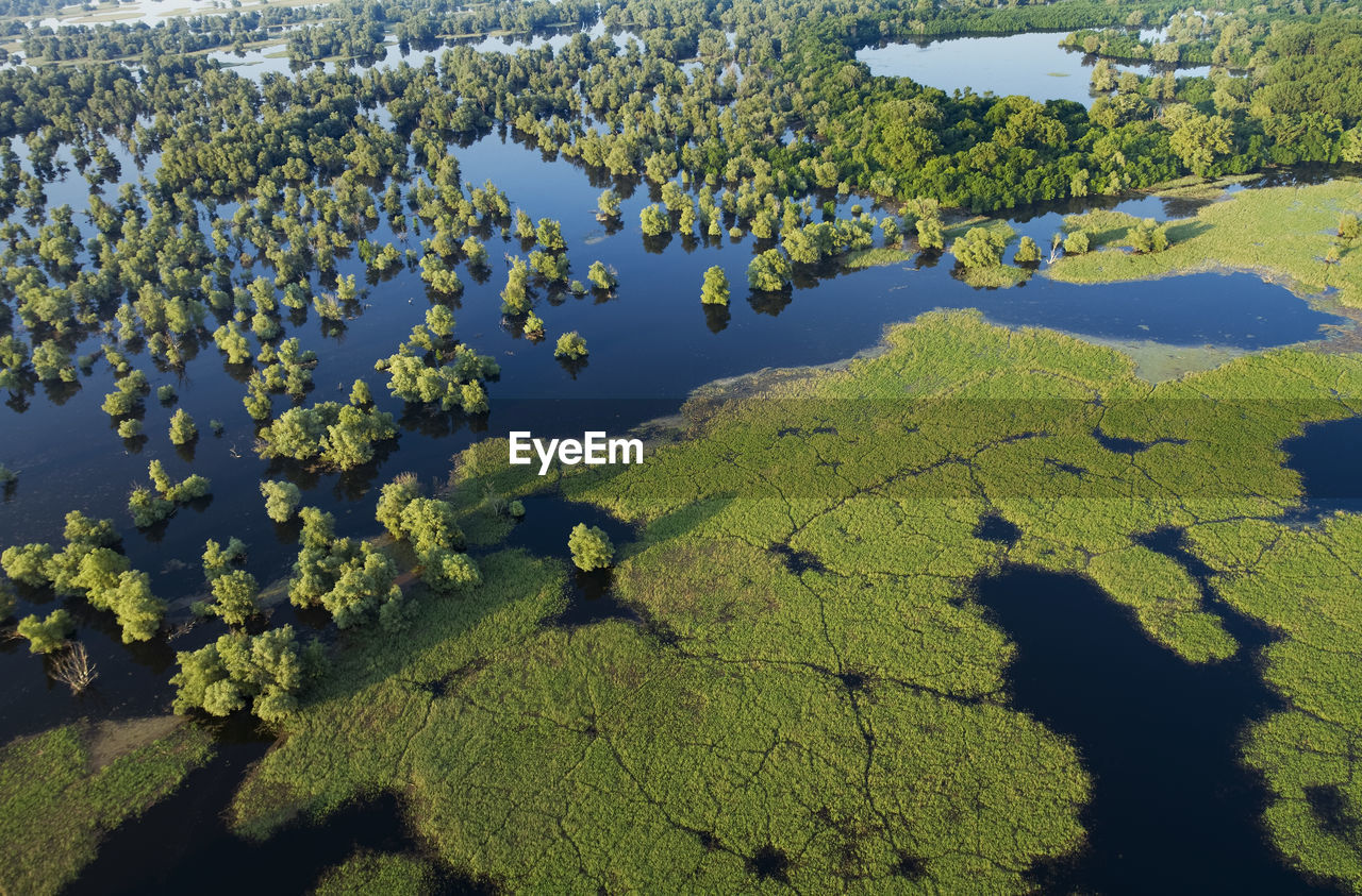 High angle view of trees by lake