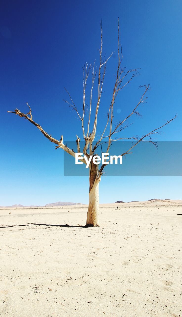 Bare tree on sand against clear blue sky