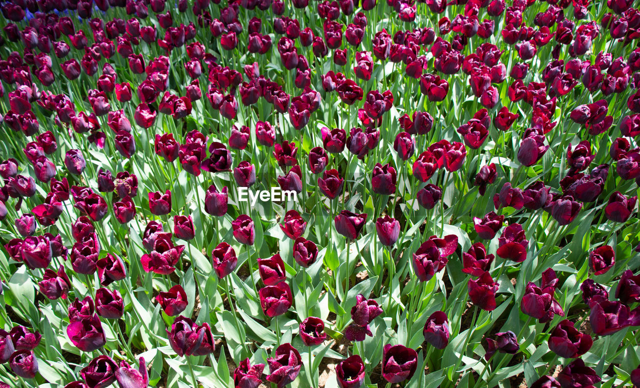 HIGH ANGLE VIEW OF RED TULIPS ON FIELD