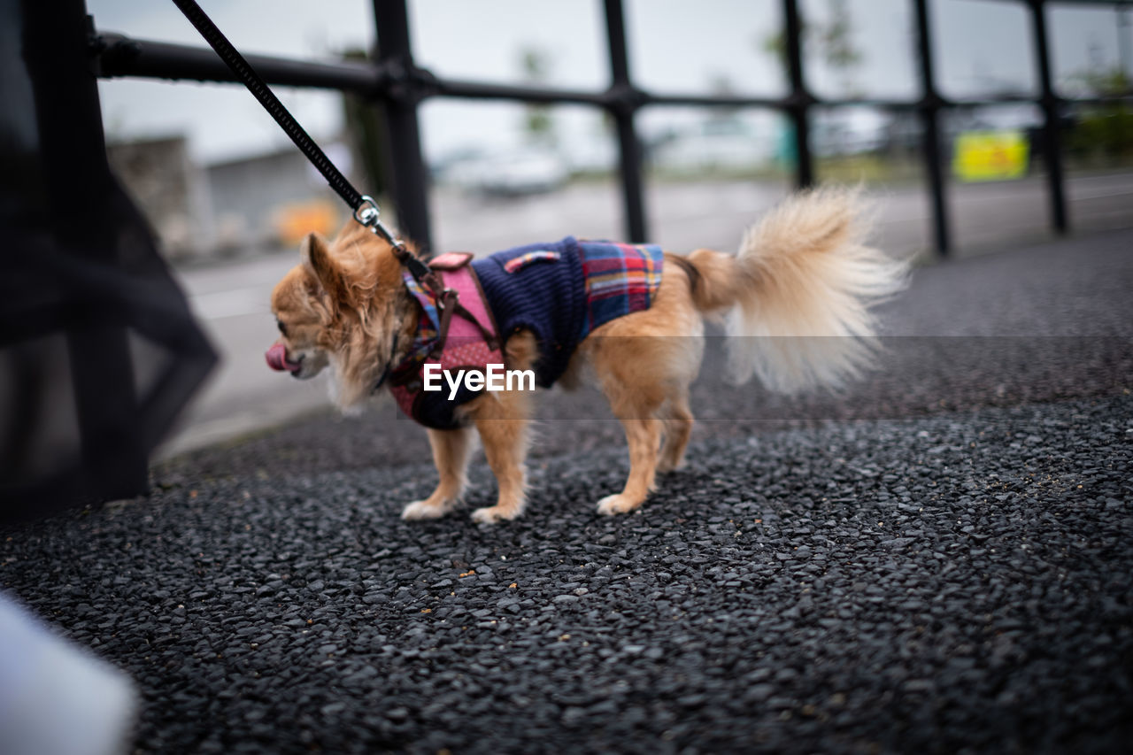 Dog looking away on road