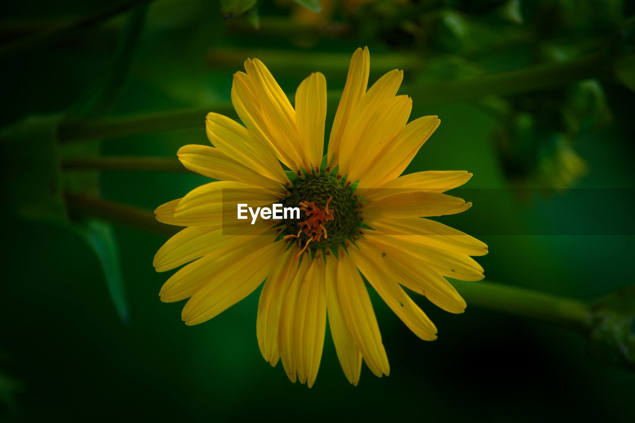 CLOSE-UP OF YELLOW FLOWER AGAINST LEAF