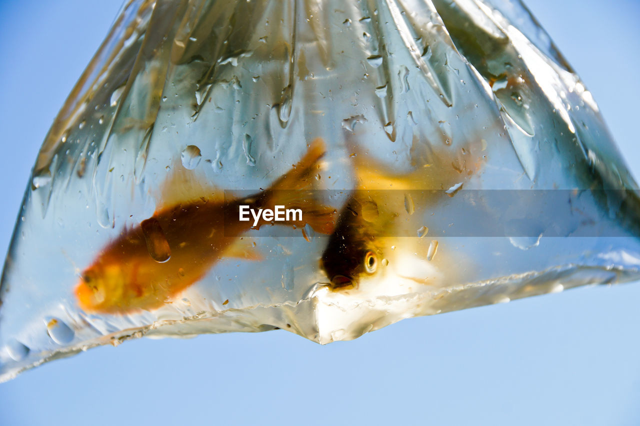 Close-up of fish in plastic bag against clear sky