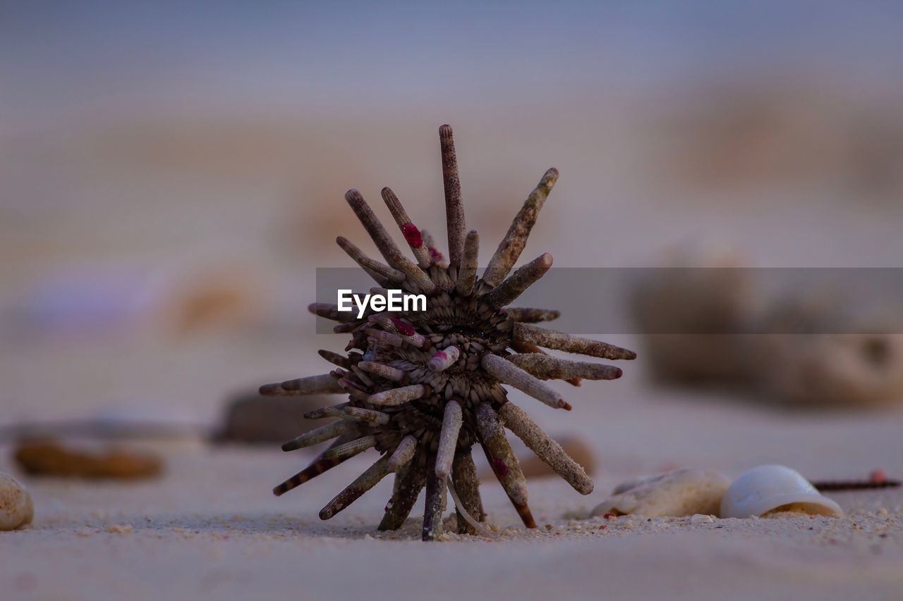 Close-up of pencil urchin on beach