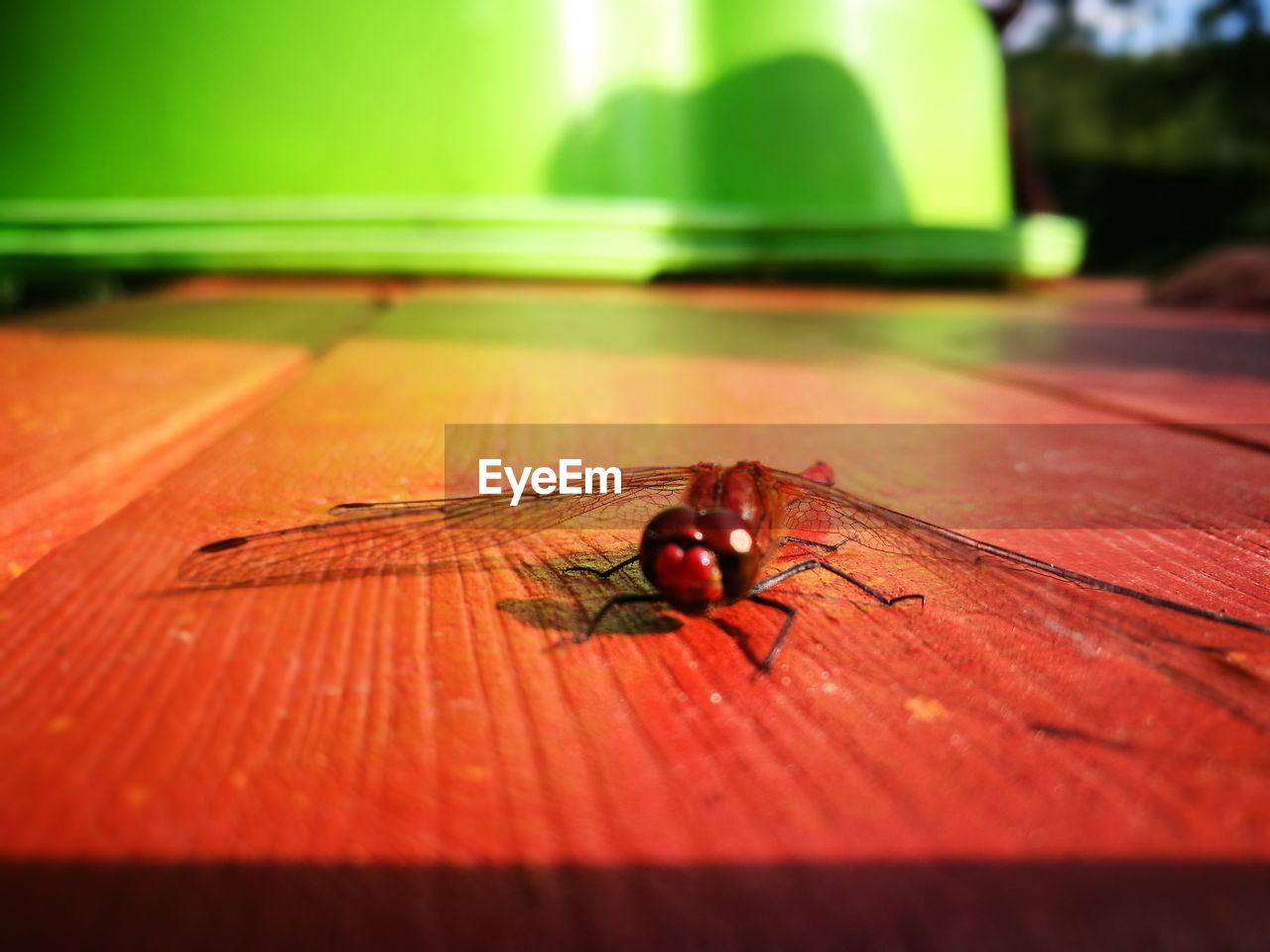 CLOSE-UP OF BUG ON TABLE