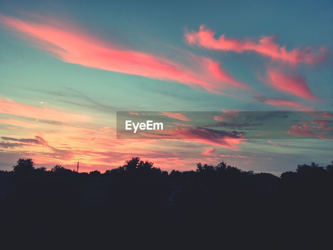 Silhouette of trees at sunset