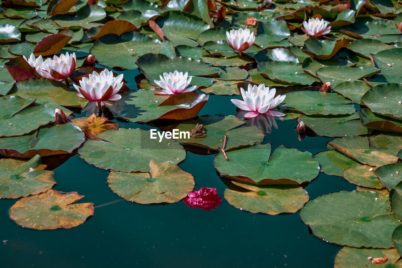 Close-up of pink lotus water lily in lake