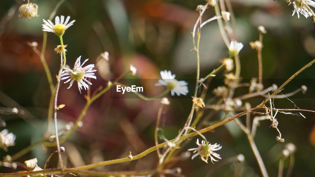 plant, flower, flowering plant, nature, beauty in nature, blossom, macro photography, freshness, tree, close-up, no people, growth, branch, outdoors, environment, focus on foreground, springtime, wildflower, sunlight, fragility, food, food and drink, land, selective focus, multi colored, leaf, plant part, summer, botany, landscape, tranquility, autumn, day, flower head, non-urban scene, travel, social issues, grass, green