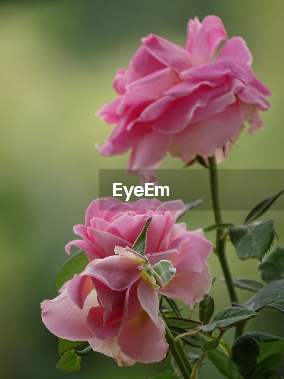 CLOSE-UP OF PINK ROSE WITH RED ROSES