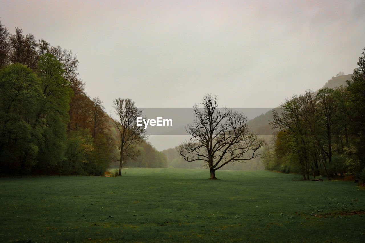 trees in park