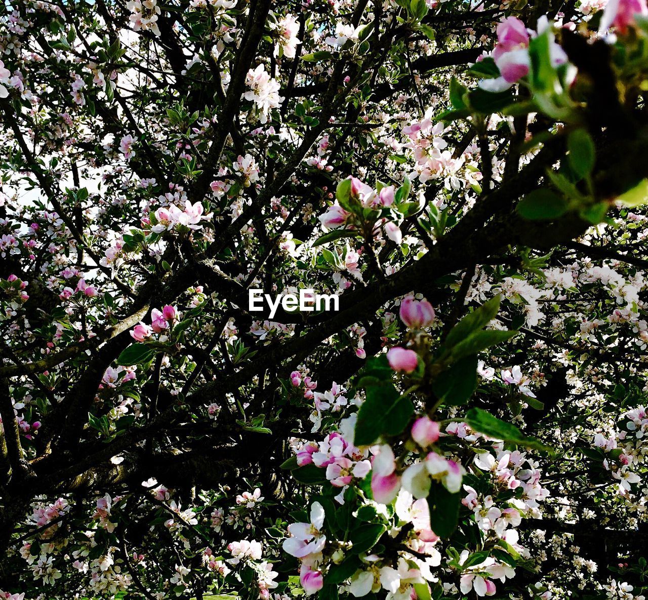 LOW ANGLE VIEW OF APPLE BLOSSOM IN SPRING