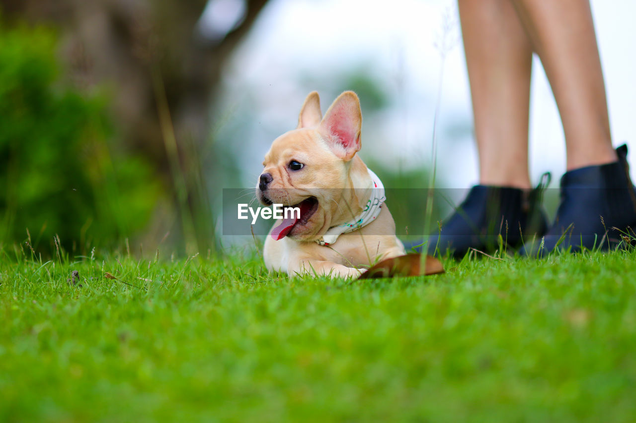 LOW SECTION OF SMALL DOG ON GRASS AT FARM