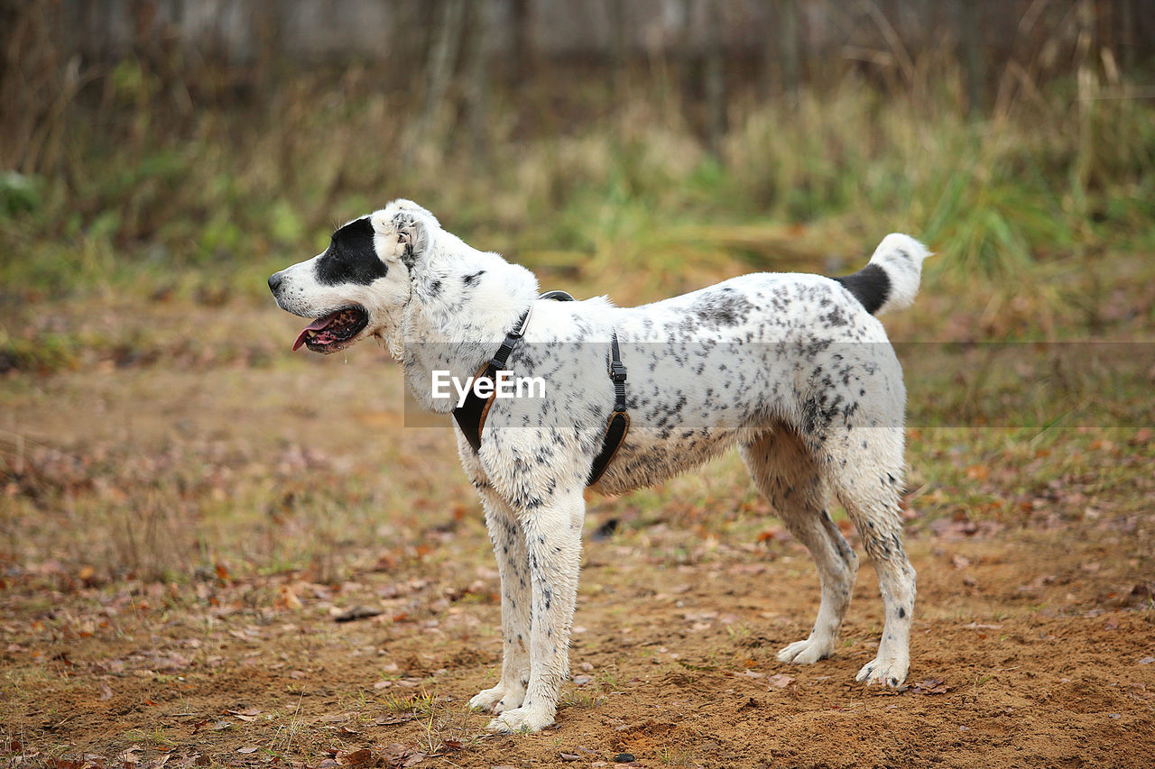 WHITE DOG LOOKING AWAY ON FIELD