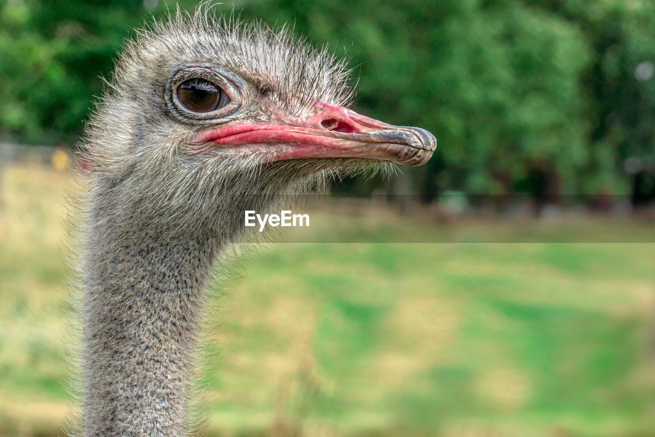 Close-up of an ostrich bird looking away