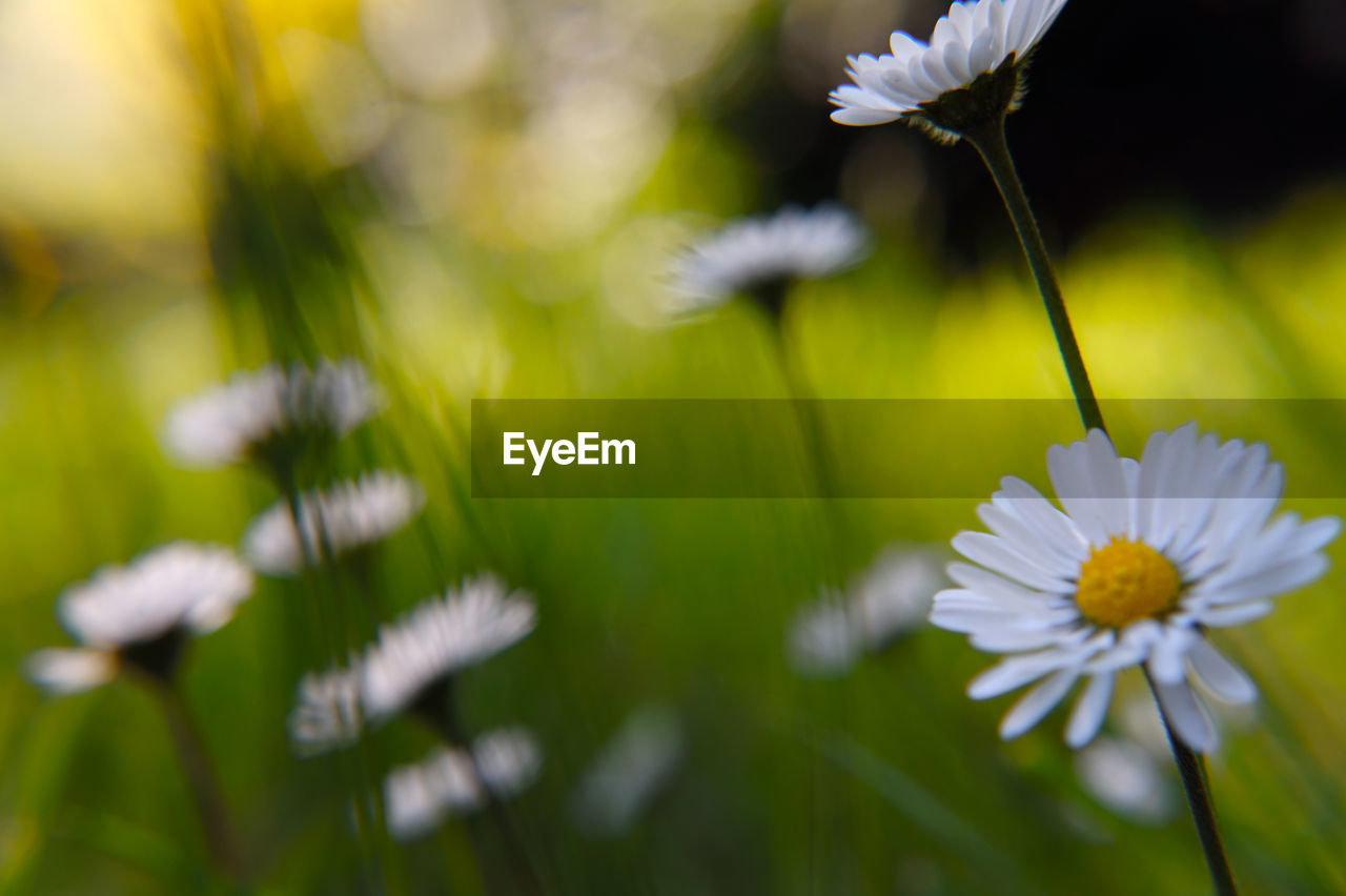 Close-up of white daisy flowers