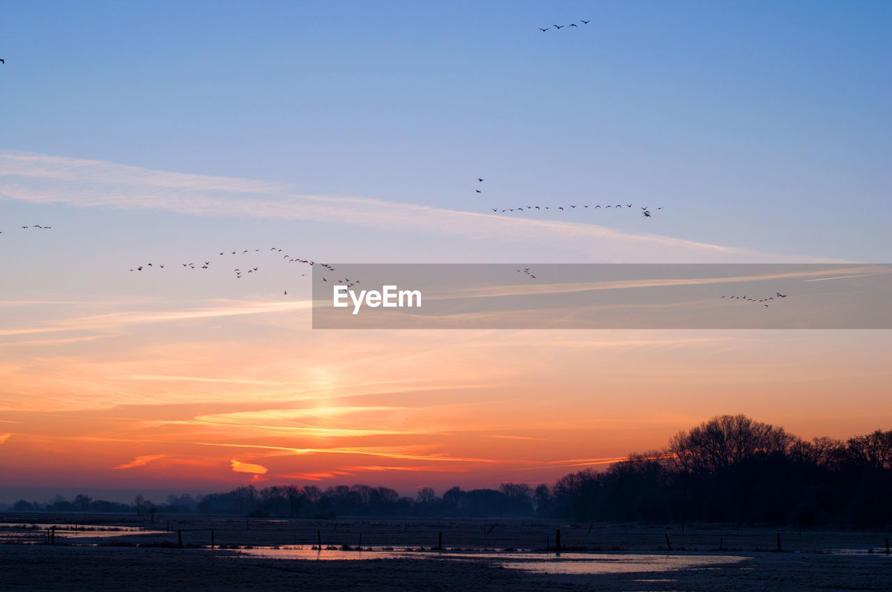 Birds flying against sky during sunset