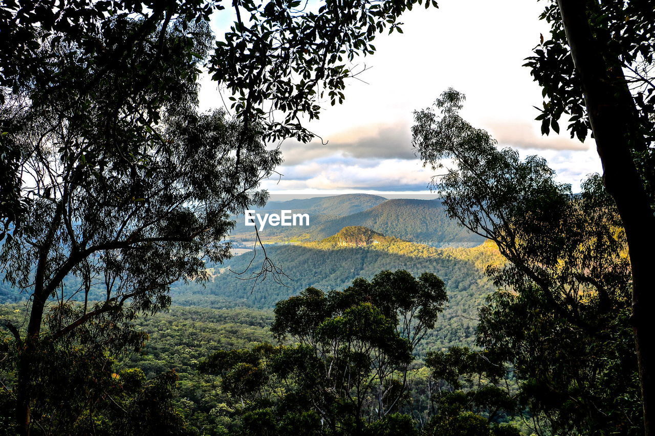 Trees in forest against sky