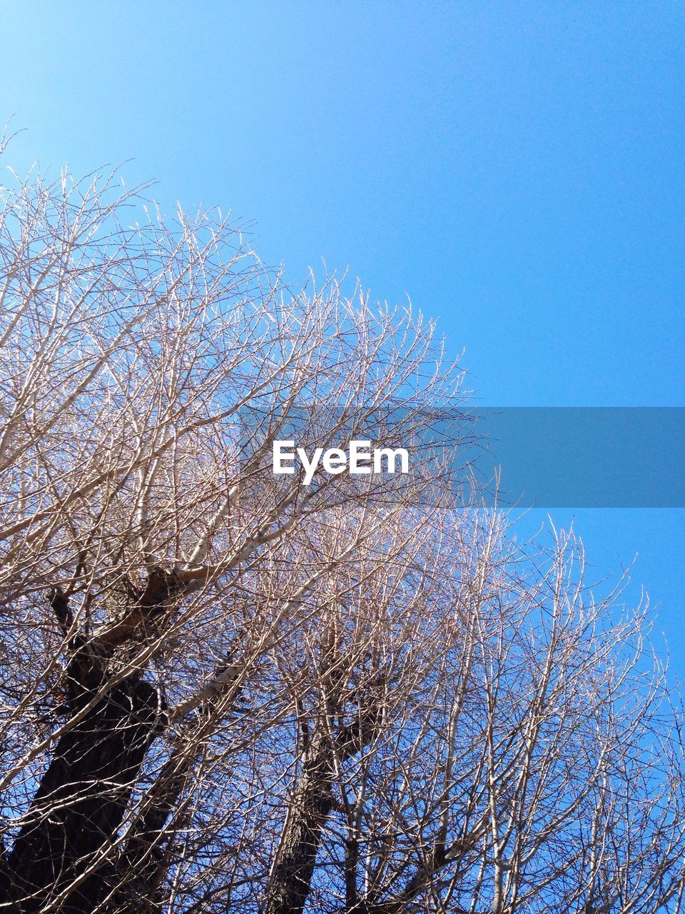 LOW ANGLE VIEW OF TREES AGAINST CLEAR BLUE SKY