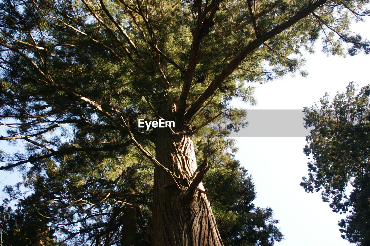 LOW ANGLE VIEW OF TREE AGAINST CLEAR SKY