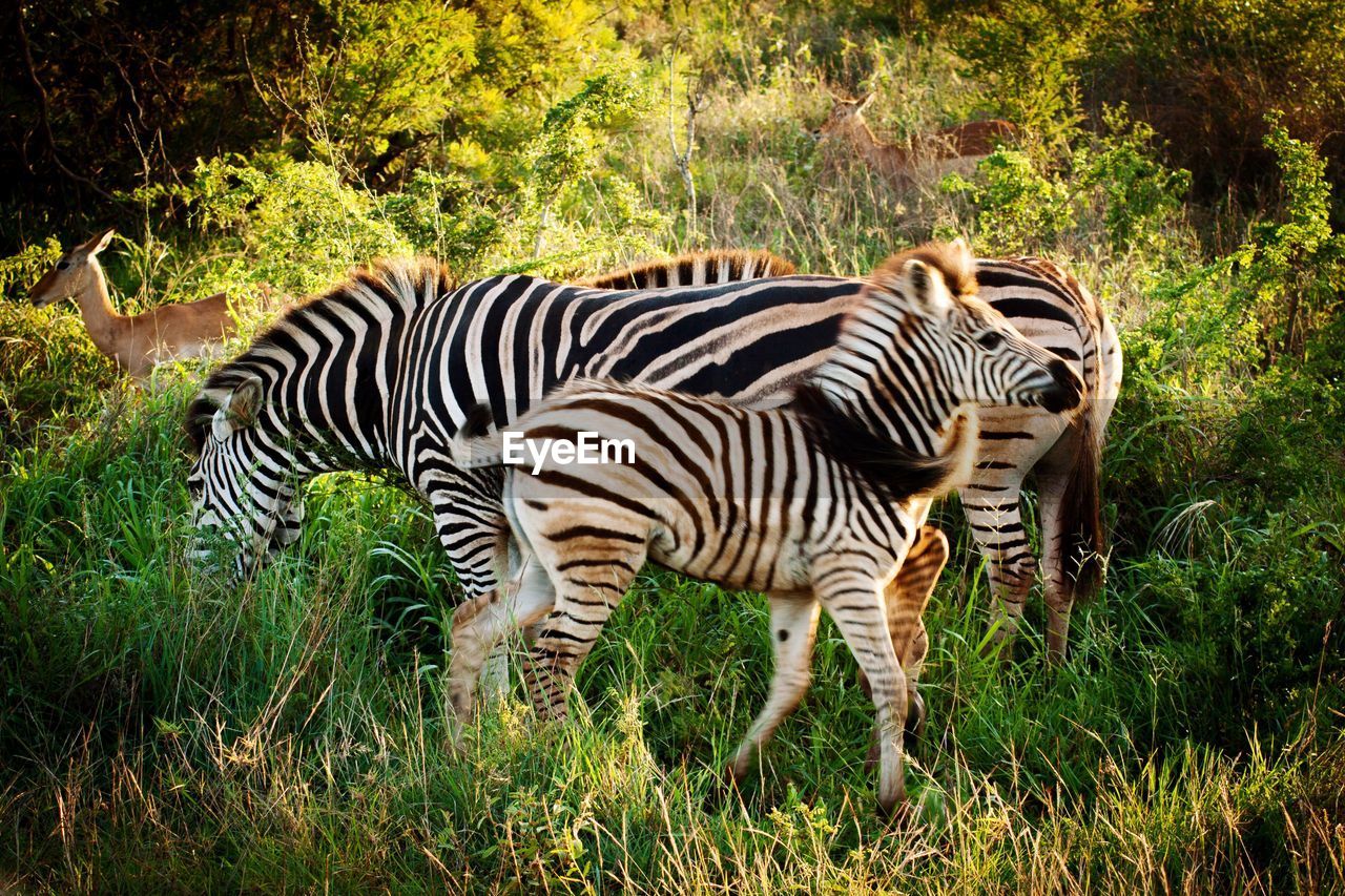 ZEBRAS STANDING ON GRASSLAND