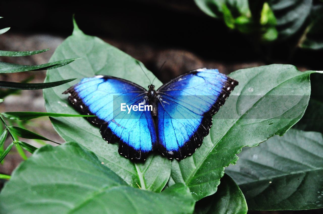 CLOSE-UP OF BUTTERFLY ON LEAF