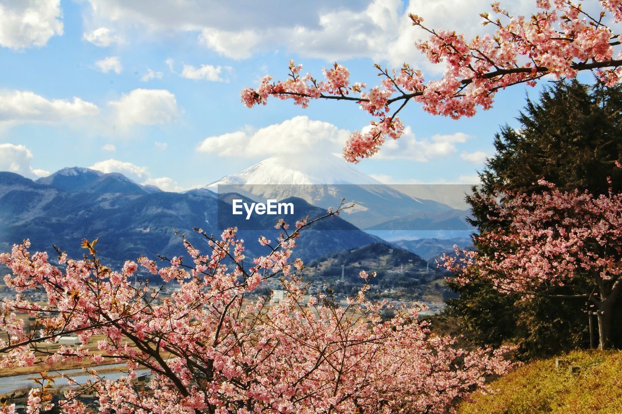 Flowers on tree mountains against sky