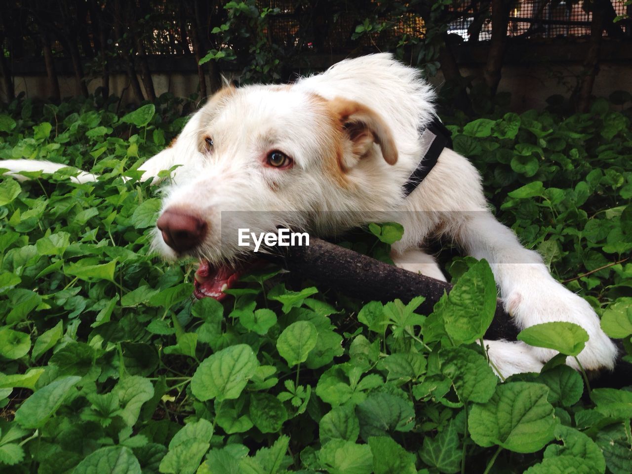 Close-up of dog chewing stick in garden