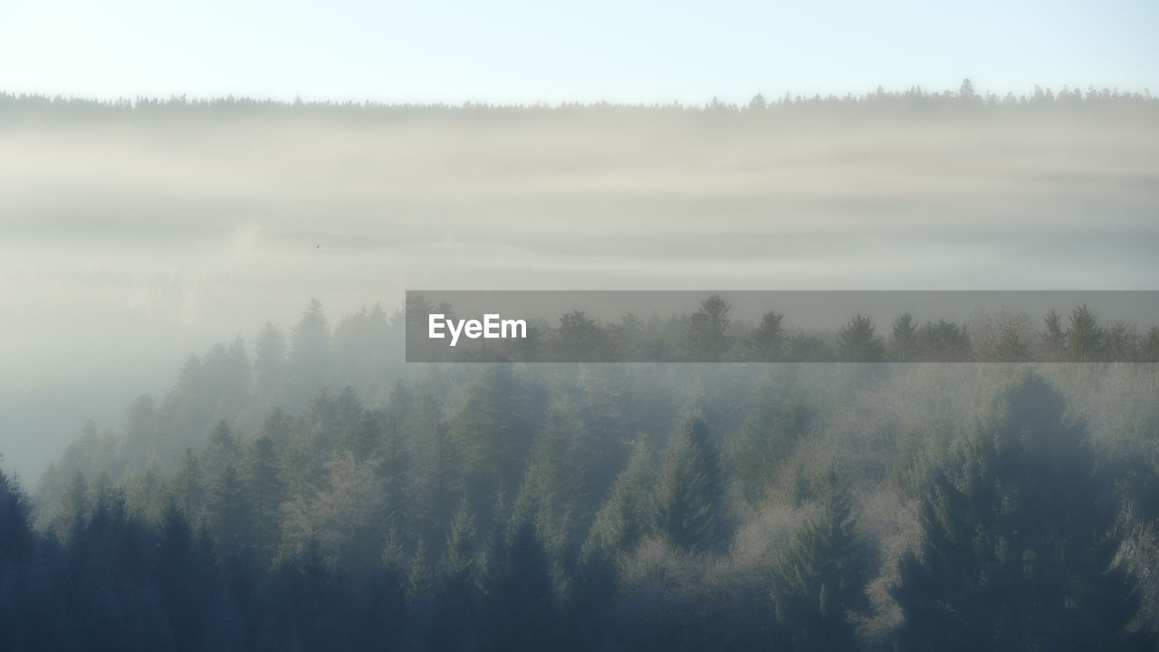 Trees in forest against sky