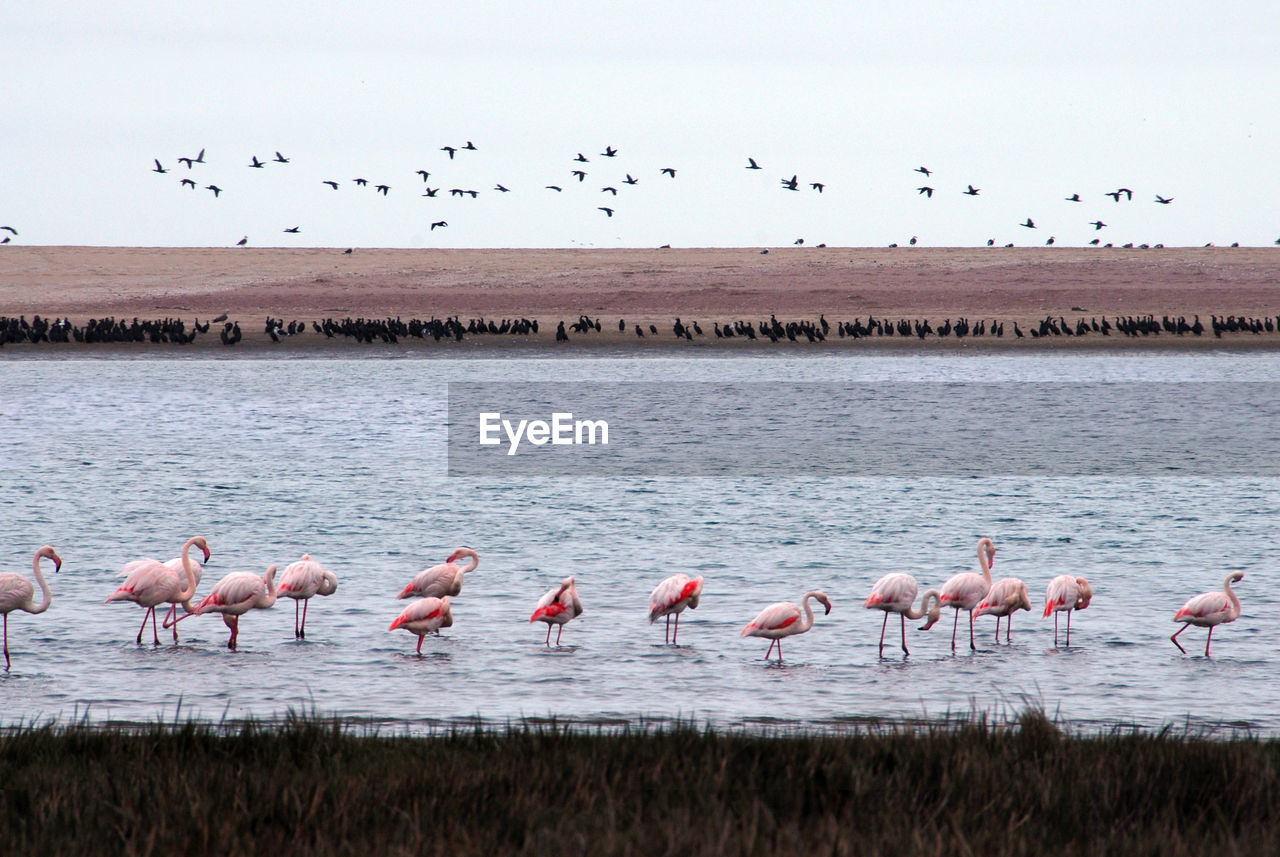 FLOCK OF BIRDS IN LAKE