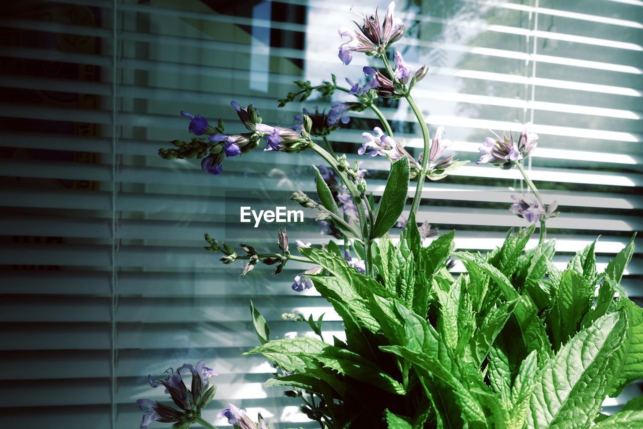 Close-up of plant against window