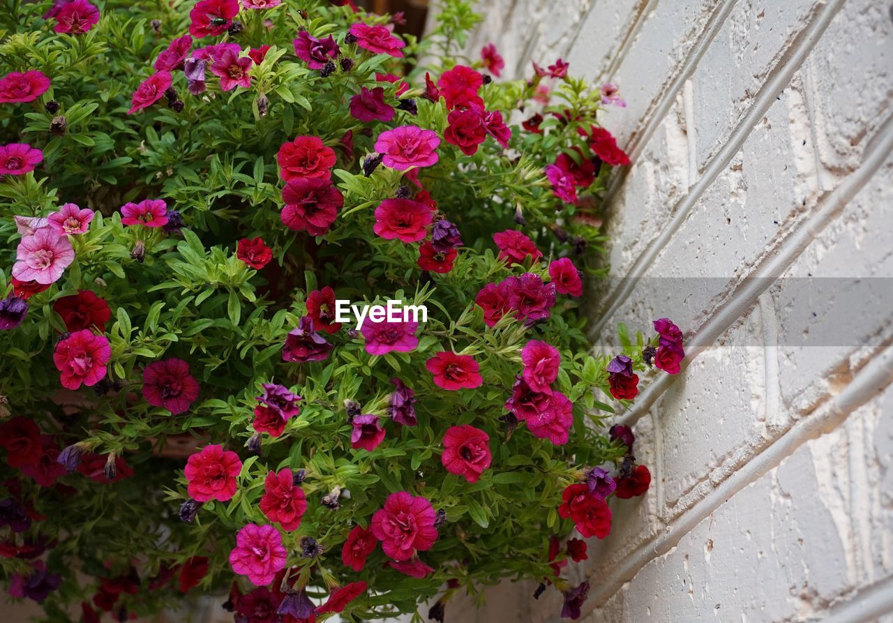 HIGH ANGLE VIEW OF PINK FLOWER POT