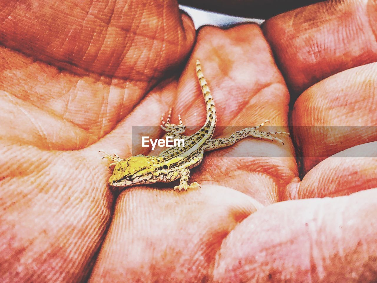 Close-up of person holding lizard