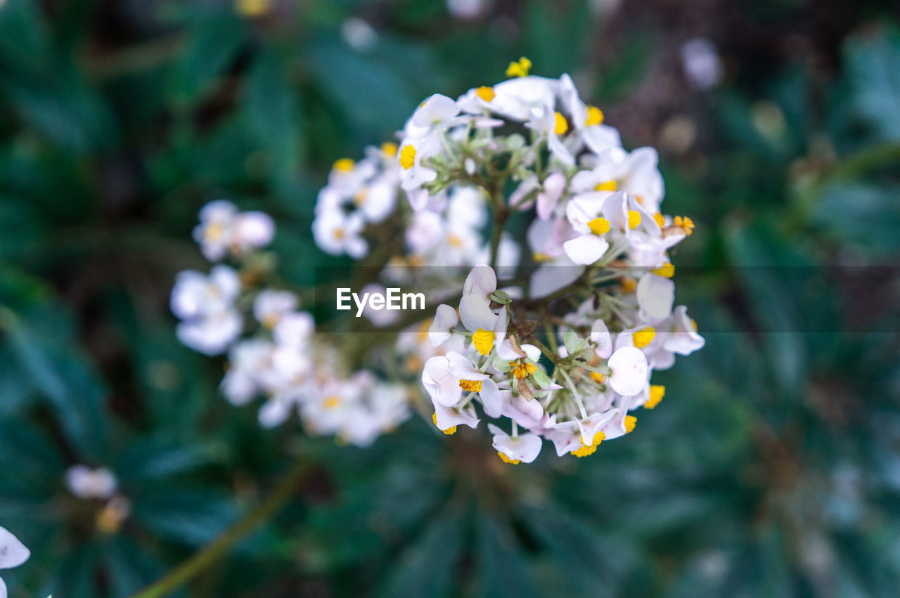 Close up top view of white oncidium sotoanum dancing lady orchid flowers with yellow pistills