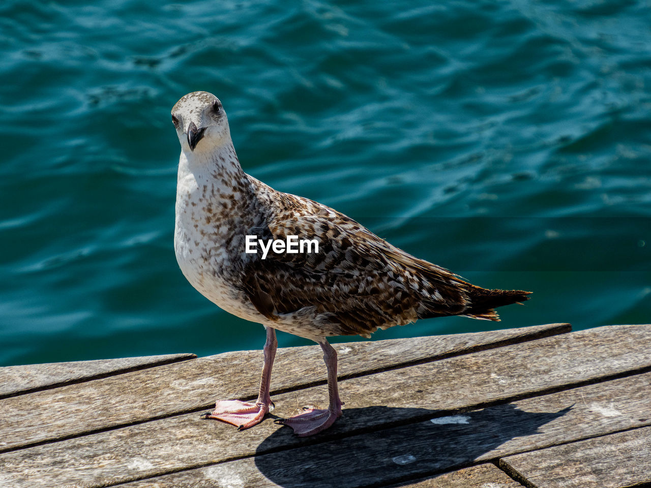 Seagull perching on retaining wall