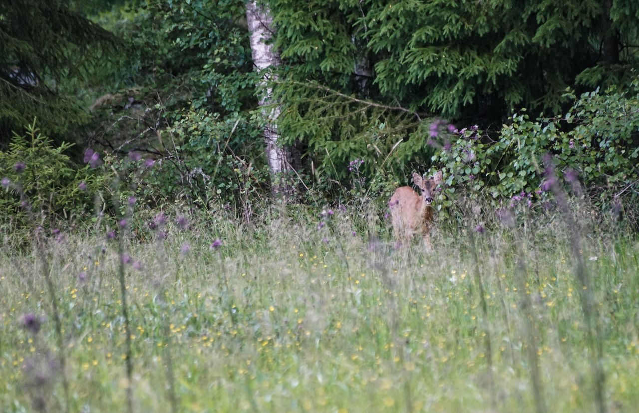 Deer standing on grassy field