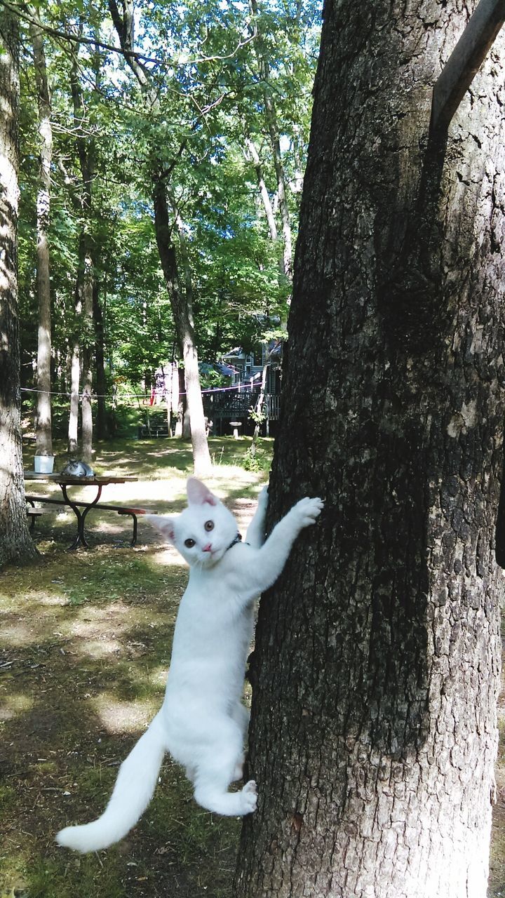 White cat climbing on tree trunk