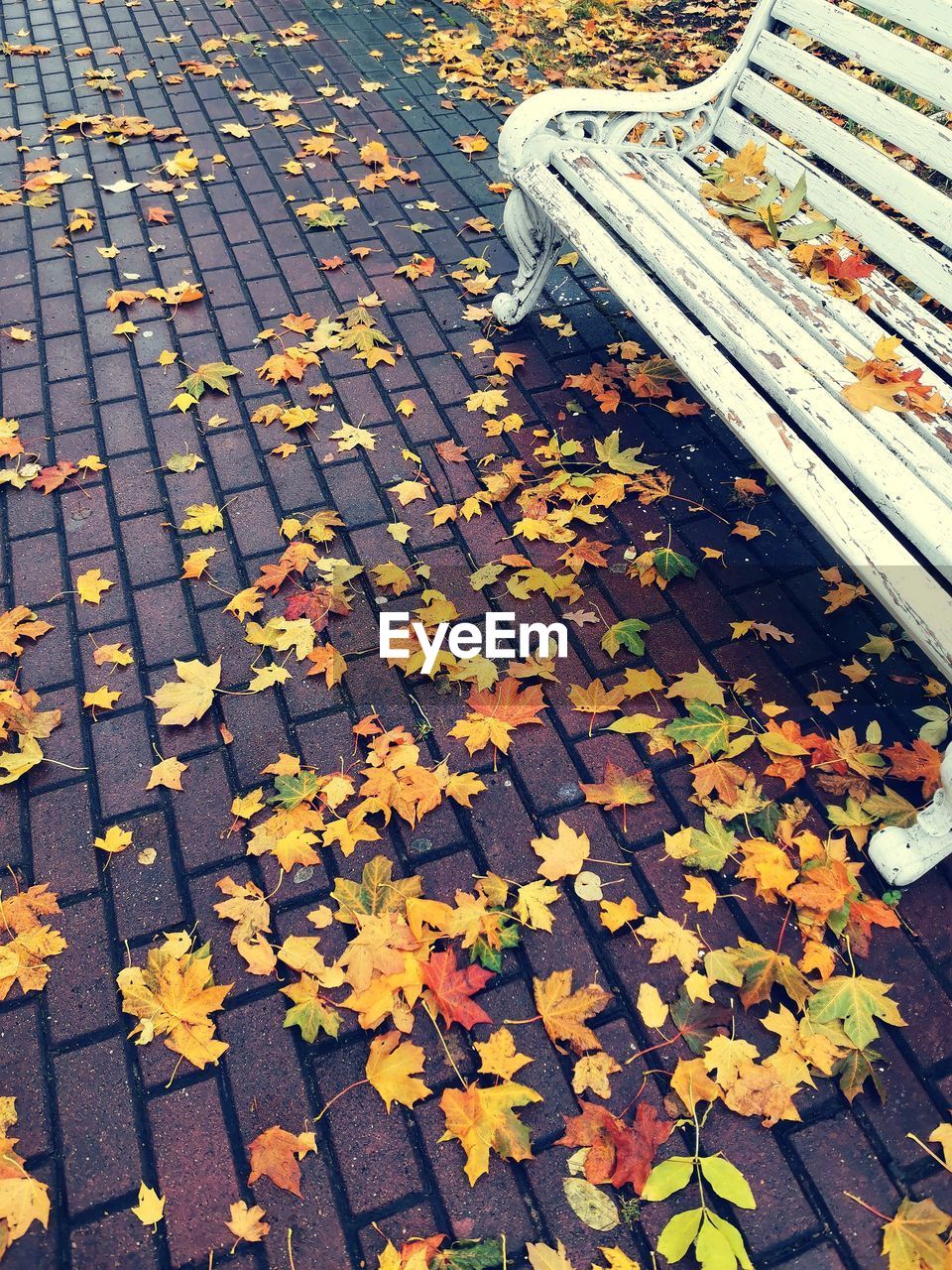 HIGH ANGLE VIEW OF YELLOW LEAVES ON FOOTPATH