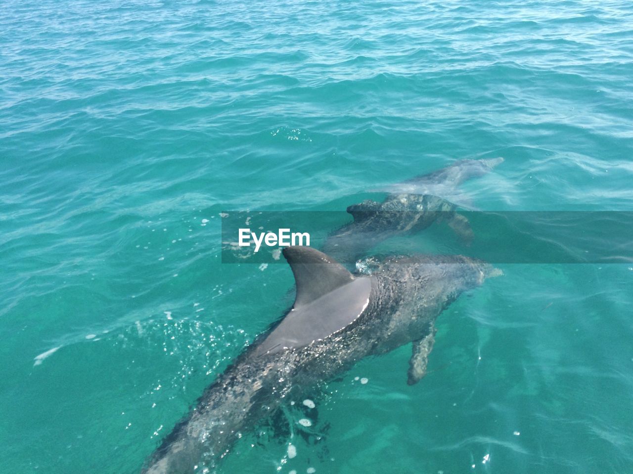 High angle view of dolphins in sea